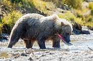 Female Grizzly bear