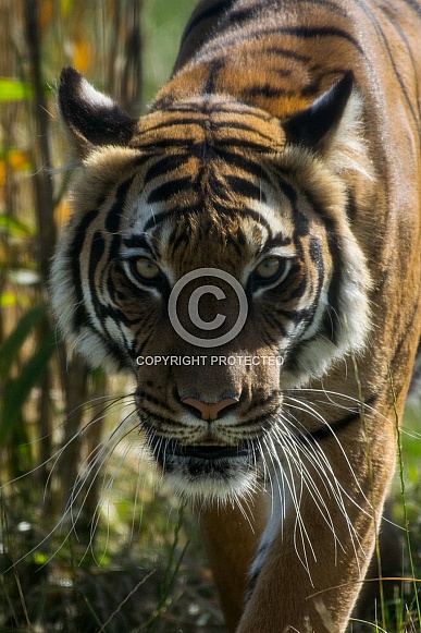 Malayan Tigress