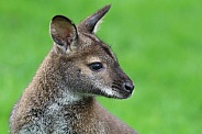 Bennett's wallaby (Macropus rufogriseus)