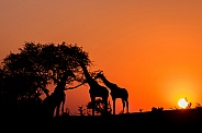 Three Giraffe Silhouettes at Sunset