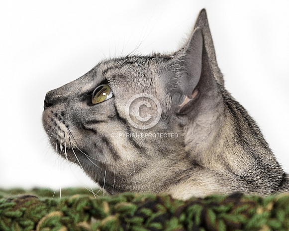 Bengal Cat-Cat Eye