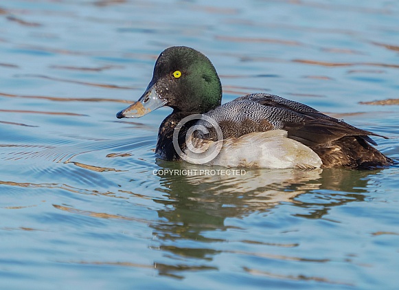 Male Greater Scaup in a Lake