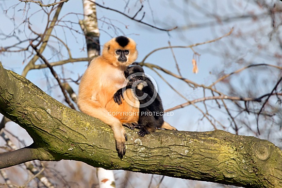 Yellow Cheeked Gibbon (Nomascus gabriellae)