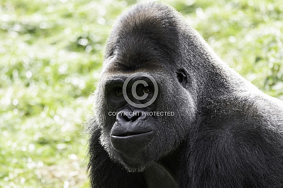 Western Lowland Gorilla Close Up