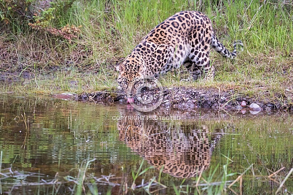 Amur Leopard - Male