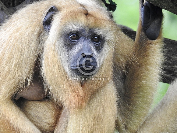 Female Black Howler Monkey