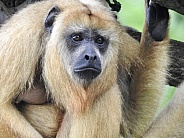 Female Black Howler Monkey