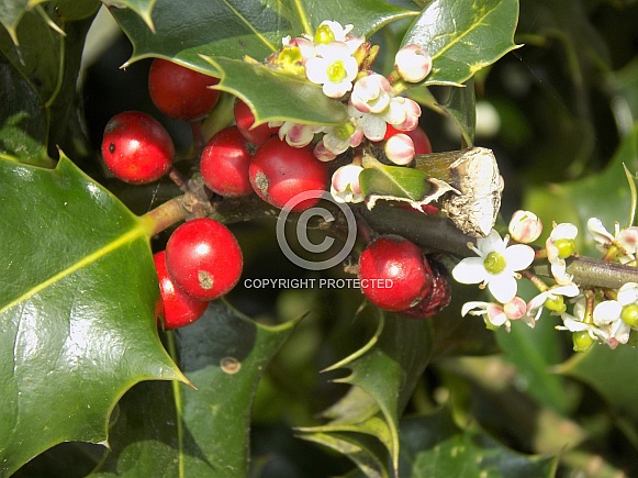 Holly berries and blossom