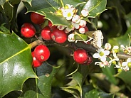 Holly berries and blossom