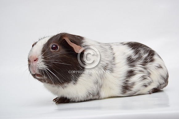Dalmatian guinea pig