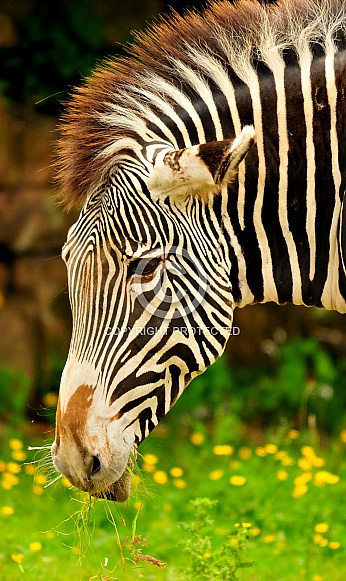 Grevys Zebra