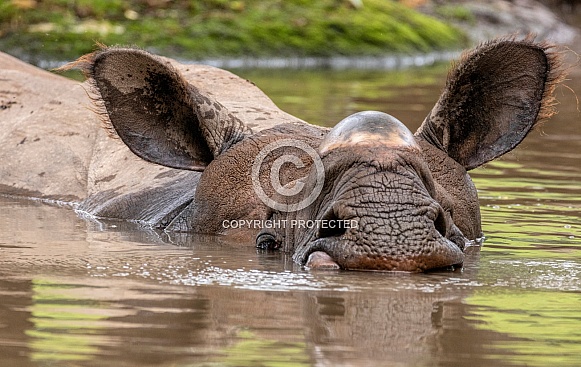 Greater One Horned Rhino In Water