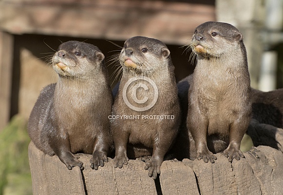 Asian Clawed Otters