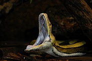 Asiatic Reticulated Python