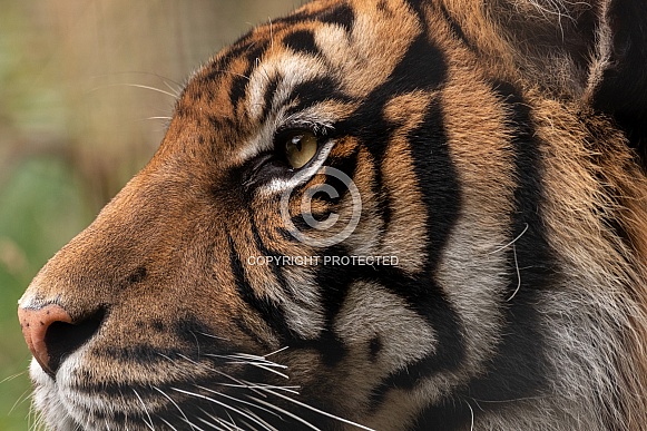 Sumatran Tiger Side Profile Close Up