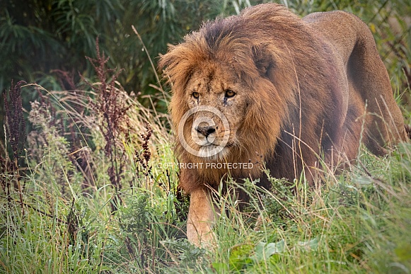 African Lion Walking Through Grass