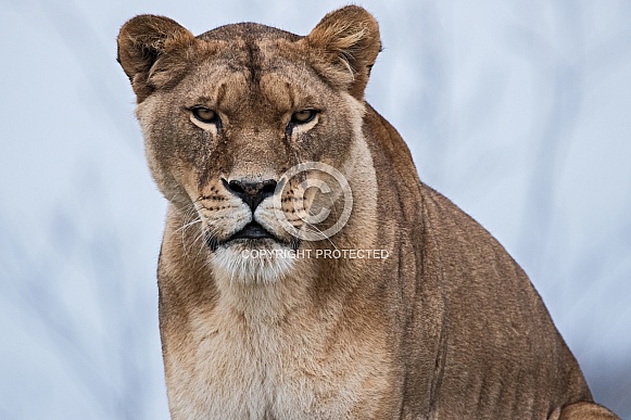 Close up of African Lioness