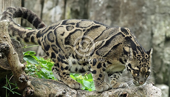 Clouded leopard