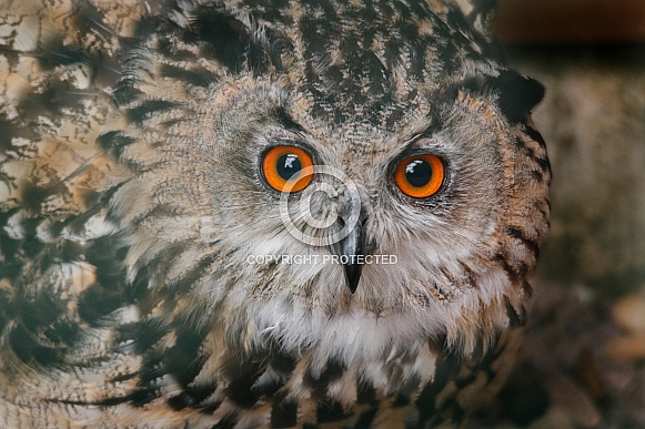 European Eagle Owl Face Shot