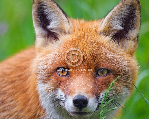 Close portrait of a fox