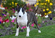 Brindle bull terrier posed by some flowers