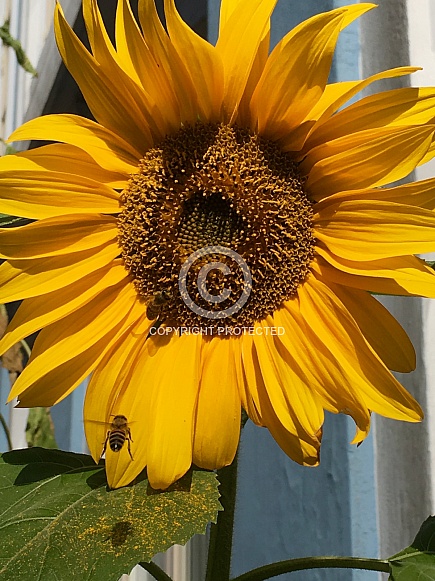 Sunflower - Helianthus annuus