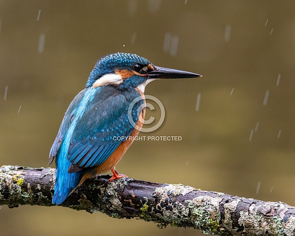 Kingfisher in the rain