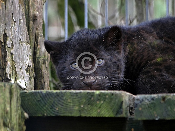Black Jaguar Cub