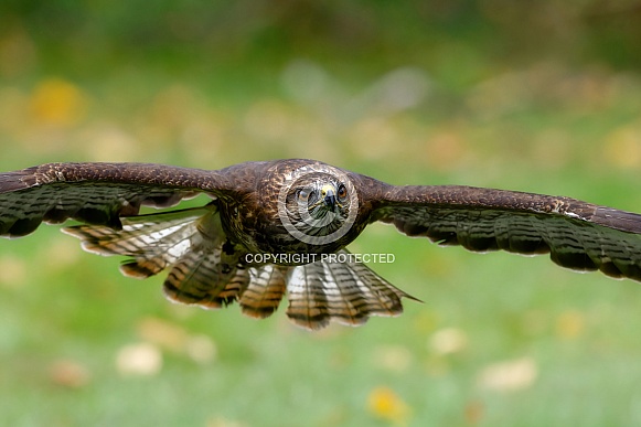 Hawks--Common Buzzared