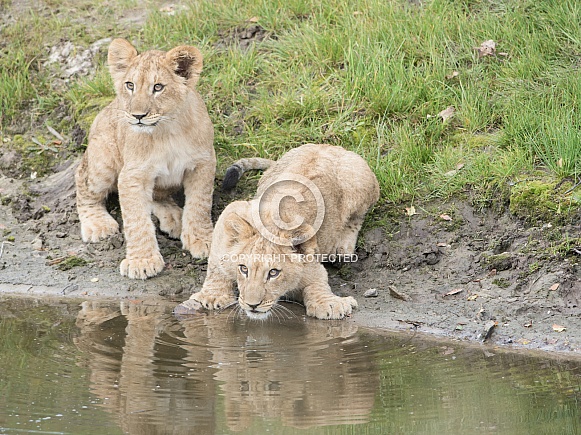 African Lion Cubs