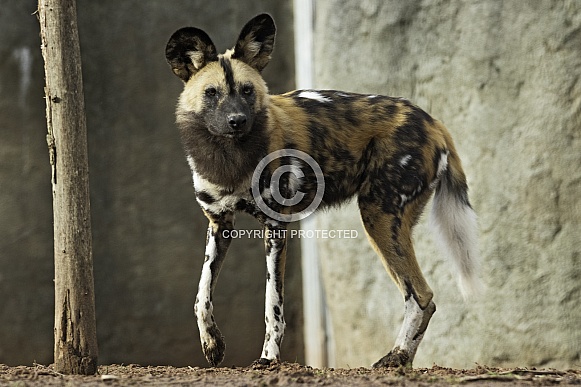 African Painted Dog Full Body