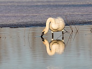 Trumpeter Swan Drinking Water in Alaska
