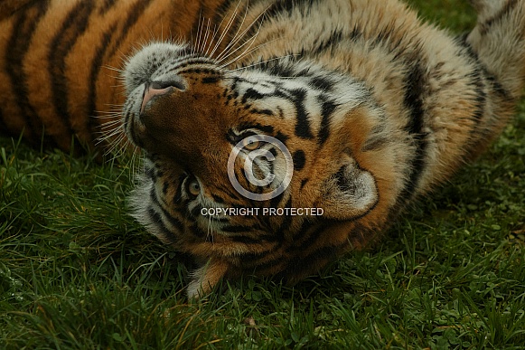 Amur Tiger Rolling Over Looking At Camera