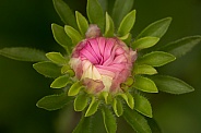 Aster daisy bud