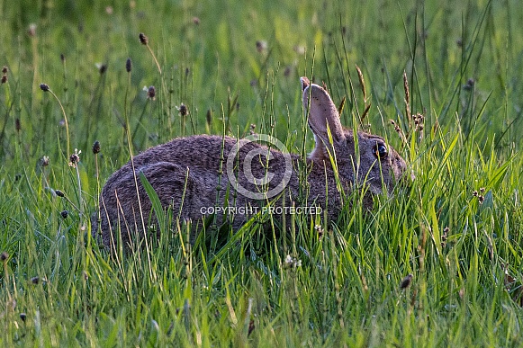 Wild european rabbit in the long grass