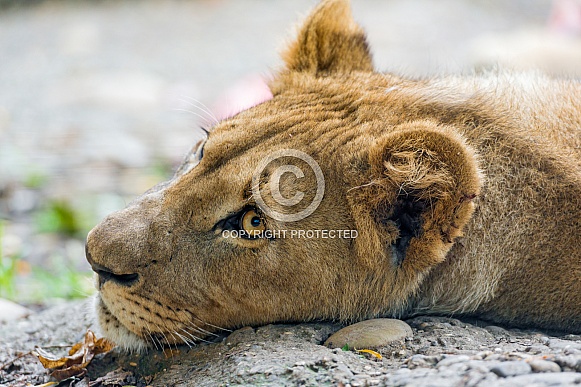 Young Lioness