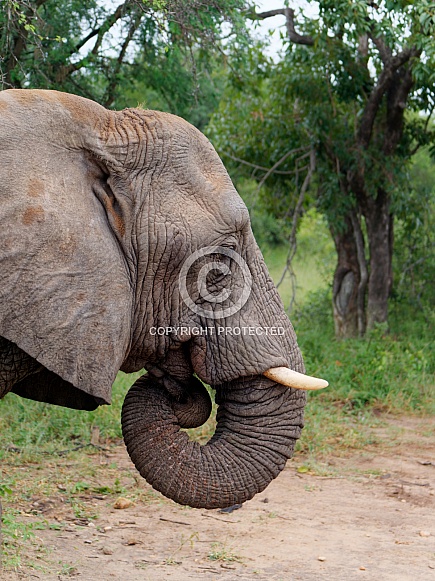 African bush elephant (profile)