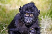 Celebes Crested Macaque (Macaca Nigra)