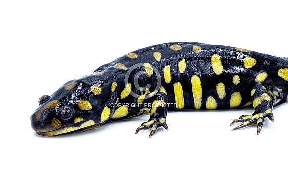 Wild male Eastern tiger salamander - Ambystoma tigrinum tigrinum - black and bright lemon yellow spots blotches with head up.  North central Florida version.  Isolated on white background side face