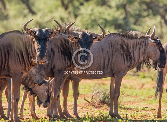 Blue Wildebeest Family Group