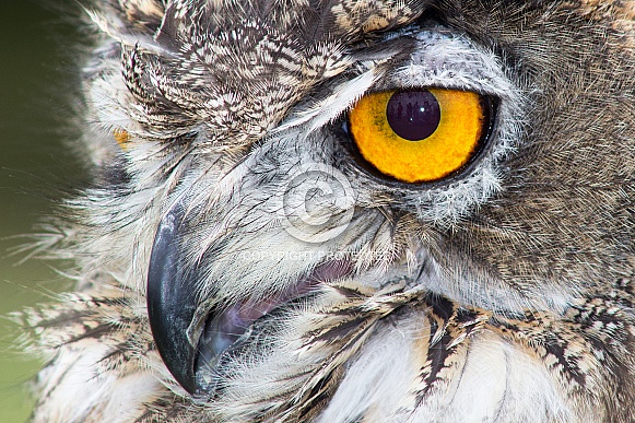 Eagle Owl Headshot - Macro