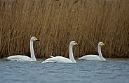 The whooper swan (Cygnus cygnus), also known as the common swan