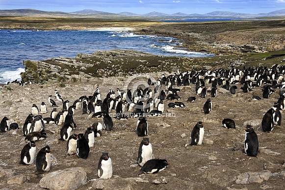 Rockhopper Penguin colony - Falkland Islands