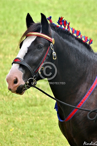 Heavy Horse Portrait