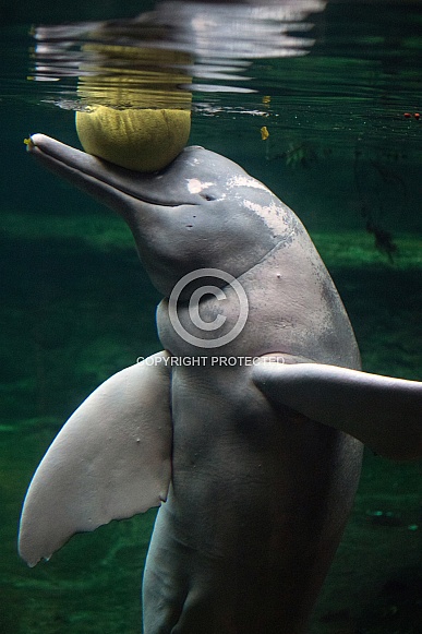 The Amazon river dolphin
