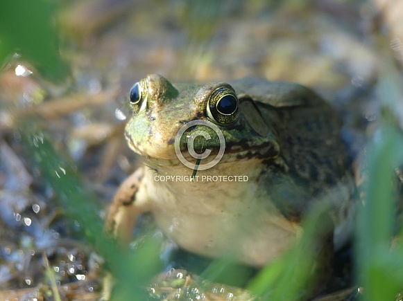 Frog With Grass Blade