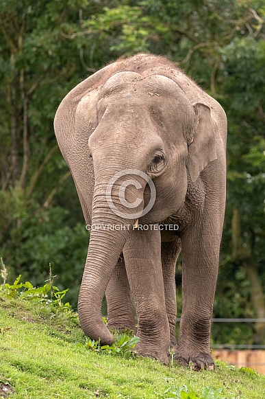 Asiatic Elephant Full Body Standing