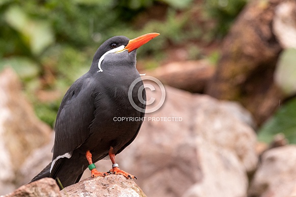 Inca Tern Full Body Perched On Rocks