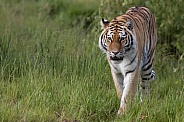 Siberian tiger walking through grass