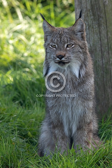 Canada Lynx Full Body Sitting Upright